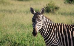 User Profile: gibberishgiraffe77