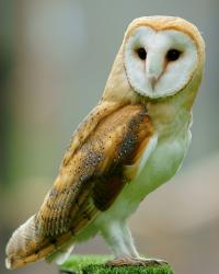 User Profile: SilverSylph