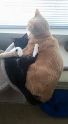 User Profile: Kotakitty