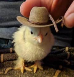 User Profile: MountainCowboy