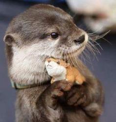 User Profile: RiverOtter