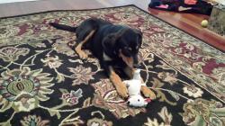 User Profile: fundoggy