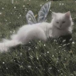 User Profile: mystrawberrykitty