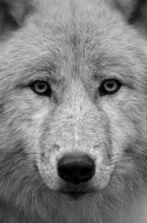 User Profile: Wolfy425