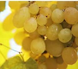 User Profile: yellowGrapes