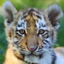 User Profile: tiger222