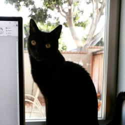 User Profile: blackcatowner