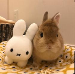 User Profile: TeaintheHarbor