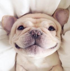 User Profile: PinkBubbles