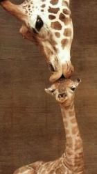 User Profile: GiraffesAreCHOPNS
