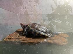 User Profile: TortoiseShirley