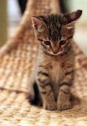 User Profile: InfinityKitten