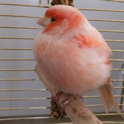 User Profile: BumbleBirb