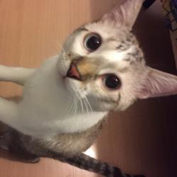 User Profile: shyPapaya1249