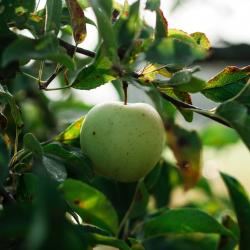 User Profile: GreenApple44
