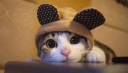 User Profile: fluffykitten148