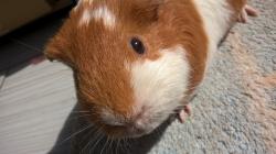 User Profile: GuineaPigsofScotland