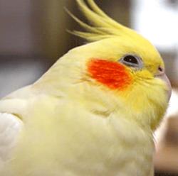 User Profile: birdfriend