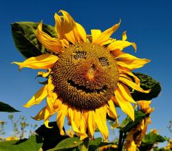User Profile: Sunflower1580