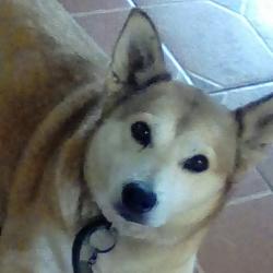 User Profile: FunnyDucky