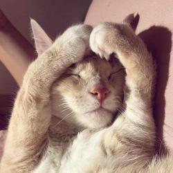 User Profile: ILoveMyCatButtons