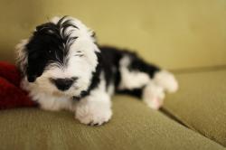 User Profile: Boopei