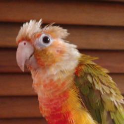 User Profile: UniqueSundaeParrot230
