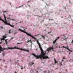 User Profile: SakuraJ3