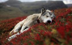 User Profile: Aspentree22