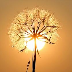 User Profile: illuminatedflower
