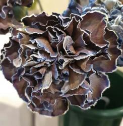 User Profile: Cflower
