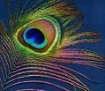 User Profile: poshpeacock