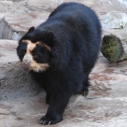 User Profile: stressBear