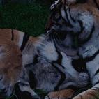 User Profile: AnnoyingTiger888