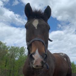 User Profile: braedenbhc