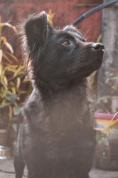 User Profile: sleepypinecone