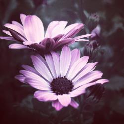 User Profile: blueMaple5323