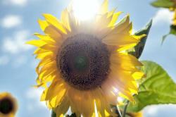 User Profile: Sunflower67