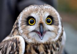 User Profile: ConfusedOwl29