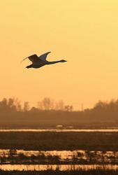 User Profile: waterfowl
