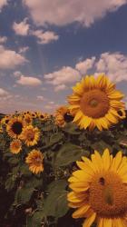 User Profile: Hayzelnut