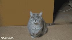 User Profile: raspberryKitten4609