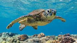 User Profile: bookturtle