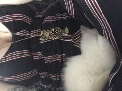 User Profile: animalLady97