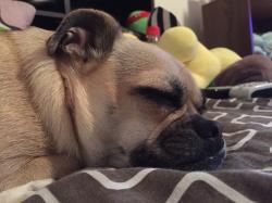 User Profile: teenyturtles