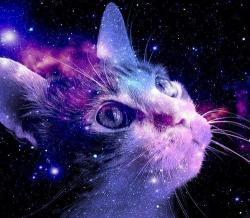 User Profile: Catsielthecat