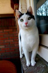User Profile: Yulecat