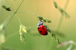 User Profile: HopefulBug