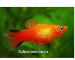 User Profile: XiphoFish