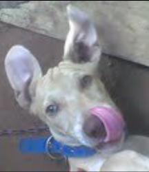User Profile: TonyTheDog
